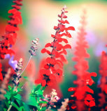 SALVIA coccinea (Scarlet Sage)