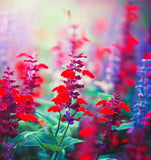 SALVIA coccinea (Scarlet Sage)