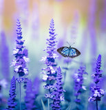 SALVIA farinacea (Blue Sage)