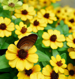 SANVITALIA procumbens (Creeping Zinnia)