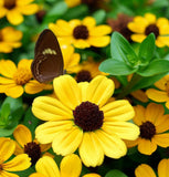 SANVITALIA procumbens (Creeping Zinnia)