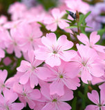 SAPONARIA ocymoides (Soapwort)