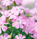 SAPONARIA ocymoides (Soapwort)