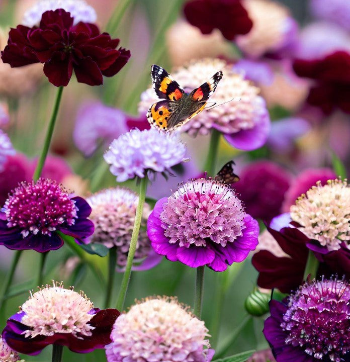 Floral Blooming Pin Cushions