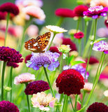 SCABIOSA atropurpurea 'Imperial Mix' (Pincushion Flower, Mixed)