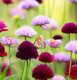 SCABIOSA atropurpurea 'Imperial Mix' (Pincushion Flower, Mixed)