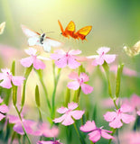 SILENE armeria (Catchfly)