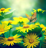 SILPHIUM laciniatum (Compass Plant)