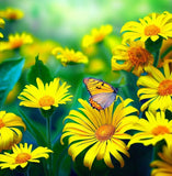 SILPHIUM laciniatum (Compass Plant)