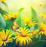 SILPHIUM perfoliatum (Cup Plant)