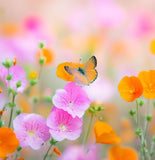 SPHAERALCEA ambigua (Desert Globemallow)