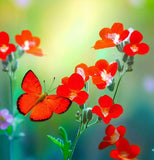 SPHAERALCEA coccinea (Scarlet Globemallow)