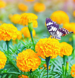 TAGETES erecta 'Crackerjack' (African Marigold - Crackerjack)