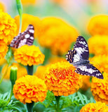 TAGETES erecta 'Crackerjack' (African Marigold - Crackerjack)