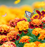 TAGETES patula 'Petite Mix' (French Marigold - Petite Mix)