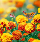 TAGETES patula 'Petite Mix' (French Marigold - Petite Mix)