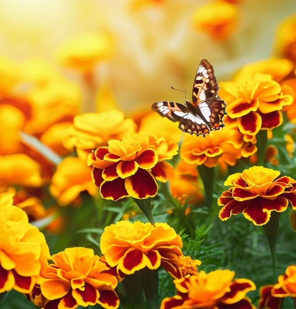 Tagetes