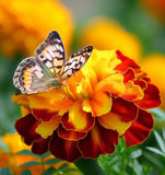 TAGETES patula 'Naughty Marietta' (French Marigold, Single - Naughty Marietta)
