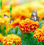 TAGETES patula 'Naughty Marietta' (French Marigold, Single - Naughty Marietta)