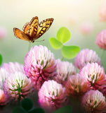 TRIFOLIUM fragiferum (Strawberry Clover)