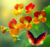 Tropaeolum majus (Nasturtium, Single Mixed)