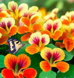 Tropaeolum nanum 'Empress of India' (Nasturtium, Dwarf - Empress of India)