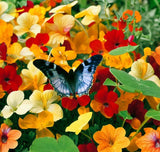 Tropaeolum nanum 'Alaska Mix' (Nasturtium, Dwarf Mixed - Alaska Mix)