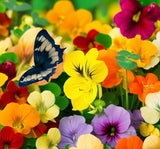 Tropaeolum nanum 'Alaska Mix' (Nasturtium, Dwarf Mixed - Alaska Mix)