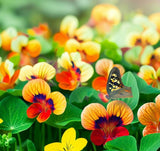 Tropaeolum nanum 'Tom Thumb Mix' (Nasturtium, Dwarf Mixed - Tom Thumb Mix)