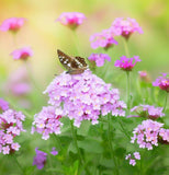 VERBENA hybrida 'Ideal Florist Mix' (Verbena - Ideal Florist Mix)