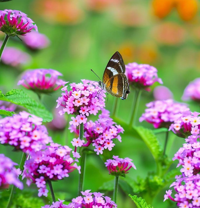 Mother Nature's Seeds – Verbena Ideal Florist Mix – 6 Colors, Dwarf Butterflies – 500 Non-GMO Seeds