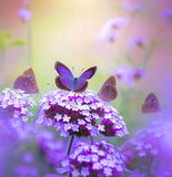 VERBENA tenuisecta  (Moss Verbena, Purple)