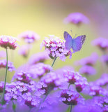 VERBENA tenuisecta  (Moss Verbena, Purple)