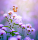 VERNONIA fasciculata (Prairie Ironweed)