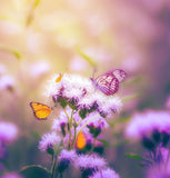 VERNONIA fasciculata (Prairie Ironweed)