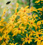 VIGUIERA multiflora (Showy Goldeneye)