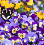 Viola cornuta 'Helen Mount' (Johnny Jump-Up)