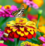 ZINNIA elegans 'Sombrero' (Zinnia, Bi-colored - Sombrero)