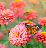 ZINNIA elegans (Zinnia, Coral)