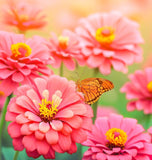 ZINNIA elegans (Zinnia, Coral)