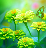 ZINNIA elegans 'Envy' (Zinnia, Green - Envy)