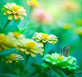 ZINNIA elegans 'Envy' (Zinnia, Green - Envy)