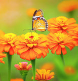 ZINNIA elegans 'Orange King' (Zinnia, Orange - Orange King)