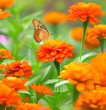 ZINNIA elegans 'Orange King' (Zinnia, Orange - Orange King)