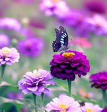 ZINNIA elegans 'Purple Prince'  (Zinnia, Purple - Purple Prince)