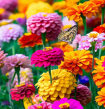 ZINNIA elegans 'State Fair' (Zinnia, Tall Mixed - State Fair)