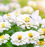 ZINNIA elegans 'Polar Bear' (Zinnia, White - Polar Bear)