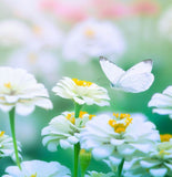 ZINNIA elegans 'Polar Bear' (Zinnia, White - Polar Bear)