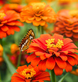 ZINNIA peruviana (Peruvian Zinnia)