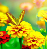 ZINNIA elegans elegans 'Canary Bird'  (Zinnia, Yellow - Canary Bird)